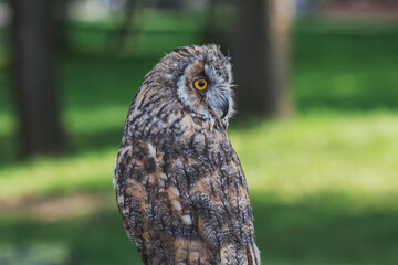 Handmade owl on a leash in a city park for joint photos. Protecting animals and nature from abuse.