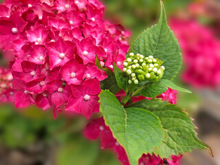 pink and white big leaf hydrangea flowers