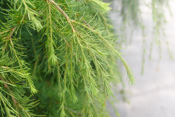 Young green shoots of coniferous tree. Needles of larch.