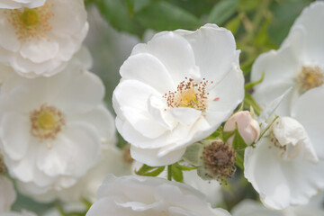 Tender stamens on a white rosehip flower. Soft focus.