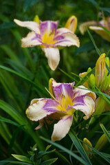 Fototapeta premium Daylilies spider in mixborders on the flowerbed in the garden. Gardening.