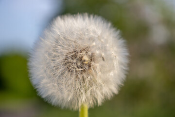 a mature Dandelion flower  in the spring season in Germany