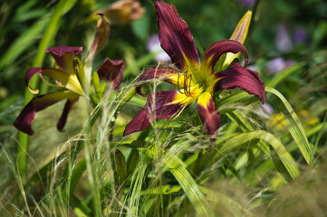 Daylilies spider in mixborders on the flowerbed in the garden. Gardening.