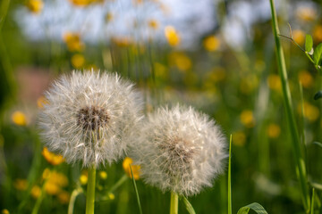 Two wild dandelions blossom beside each other in the spring.