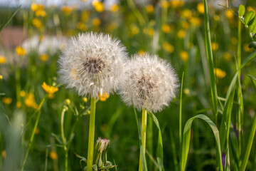 Dandelion flower field in Germany