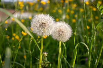 Dandelion flower field in Germany