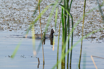 Black bird with white beak on the lake Eurasian coot (Fulica atra)