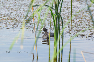 Black bird with white beak on the lake Eurasian coot (Fulica atra)