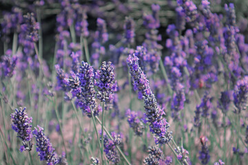 lavender blooming summer field, France Provence, background 