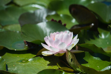 Beautiful waterlilies or lotus flowers in pond. Pink lily, Nymphaea and its reflection in the lake water.
