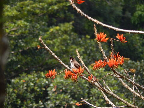 Red Indian Bulbul