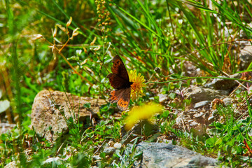 Brown butterfly on a yellow flower