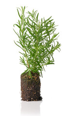 growing rosemary plant