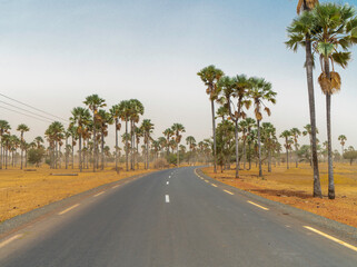 Asphalt country road leading through rural Senegal with palm trees, Senegal, Africa.