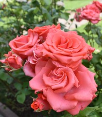 pink roses in a garden