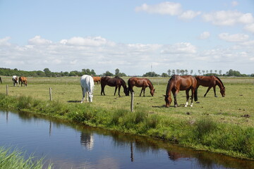 Fototapeta na wymiar Pasture landscape. Horses grazing in the meadow in May in the Netherlands. Near the village Bergen in North Holland and the dunes. 