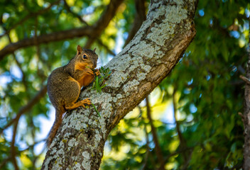 Squirrel Eating Grass