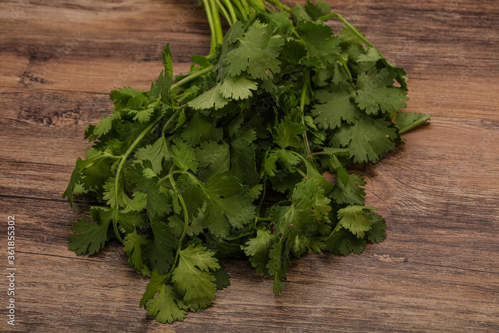 Wall mural green coriander or cilanto leaves heap