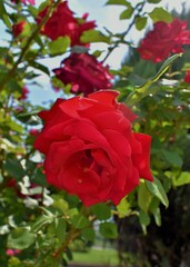 red rose in garden