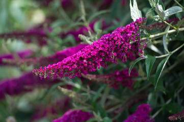 Buddleja (Buddleja davidii), flowers of summer. Buddleja davidii the Butterfly bush