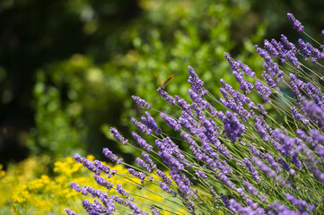 Lavender Field in the summer. Aromatherapy. Nature Cosmetics. Gardening.