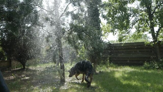 Funny dog is playing with a garden hose. Jumps, runs grabbing a stream of water