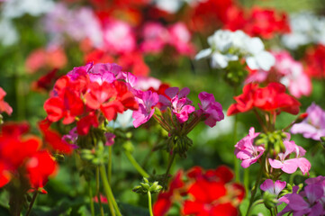 Obraz na płótnie Canvas Colorful bicolor geraniums in the home garden.