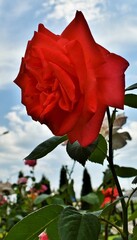 single red rose