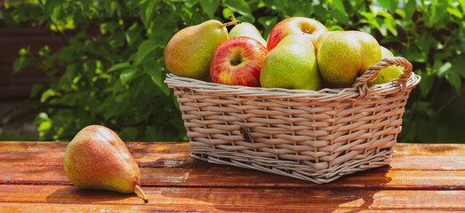 Basket with red apples and green pears on wooden table in the garden. Summer or autumn organic harvest.