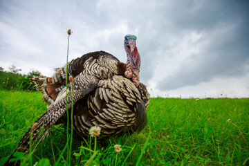 Portrait of a turkey on a green meadow