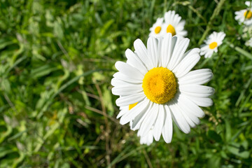 Obraz premium Garden chamomile close-up on a blurred background