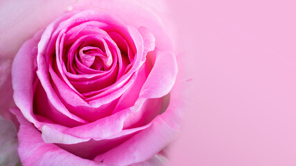 Fototapeta na wymiar Close up of bright pink rose with beautiful petals. Horizontal banner with copy space for text or design. Macro picture of beautiful flower. Postcard for mother's or women's day