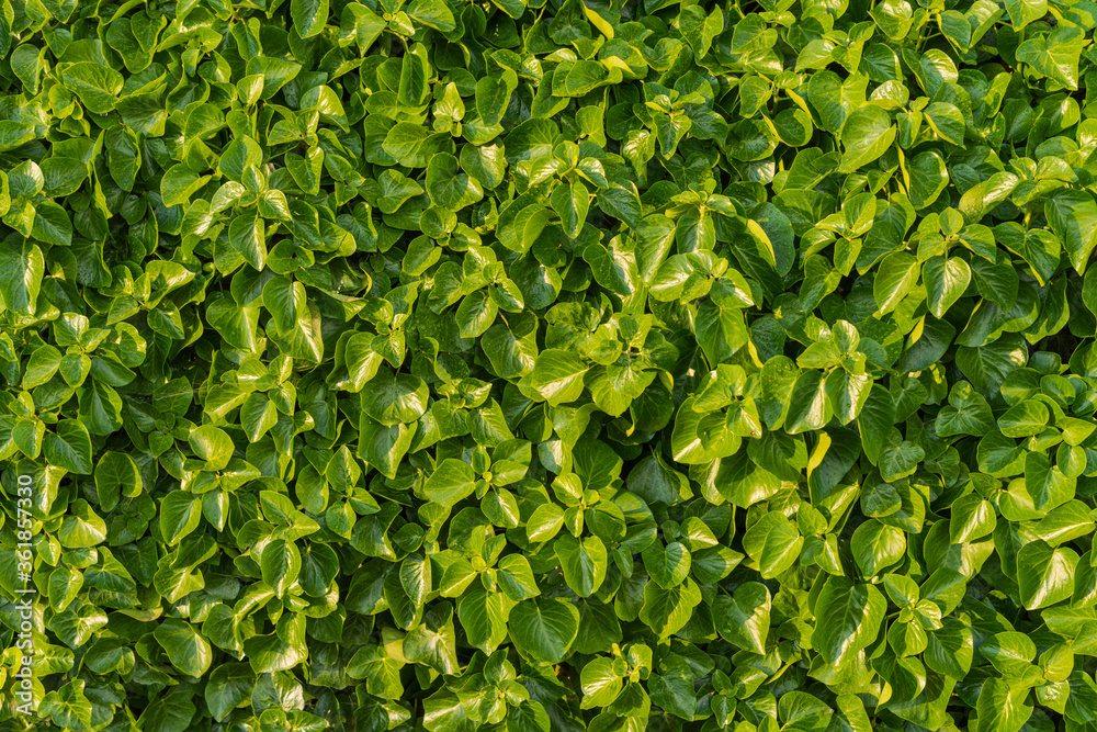 Wall mural green leaves background