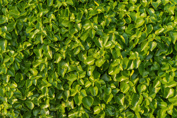 green leaves background