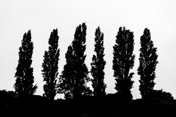 silhouette of a tree