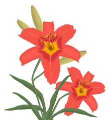 Lilies with buds and green leaves on a white background. Summer orange flowers. Vector illustration