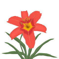 Orange lily with green leaves on a white background. Summer flowers. Vector illustration