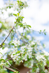 .Blooming apple tree in spring time.