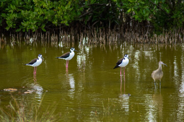 3 black necked Stilt