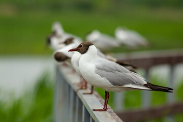 Black-headed Gull (Larus ridibundus). Seagulls are sitting on the railing