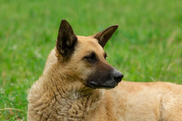 Beautiful dog lies on the grass basking in the sun