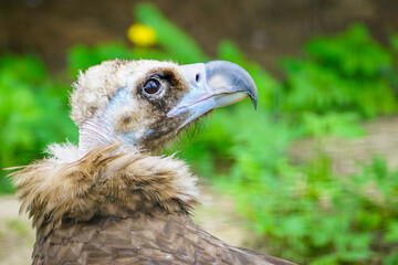 closeup portrait of a cinereous vulture, Aegypius monachus, that is a large raptorial bird