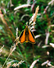 Orange butterfly in a field