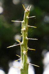 plant with thorns