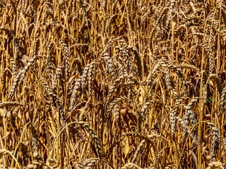 yellow ripe ears of wheat, ready for harvest, stands in the field on a sunny day