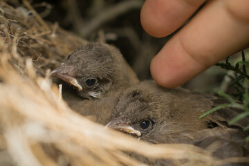 closeup shot of two bulbul chicks in the nest. handing touching baby birds softly.