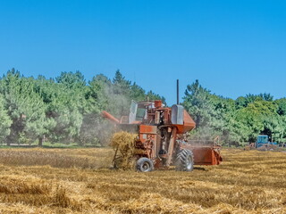 Obraz premium a beautiful brick-red combine harvester cleans a wheat field near the forest and unloads straw after threshing the grain. hot summer day