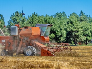 a beautiful brick-red combine harvester cleans a wheat field near the forest and unloads straw after threshing the grain. hot summer day