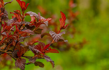 Physocarpus called ninebark buds and fresh first leaves in spring