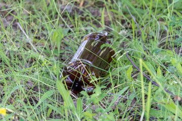 A plastic bottle is lying in the woods. Pollution.